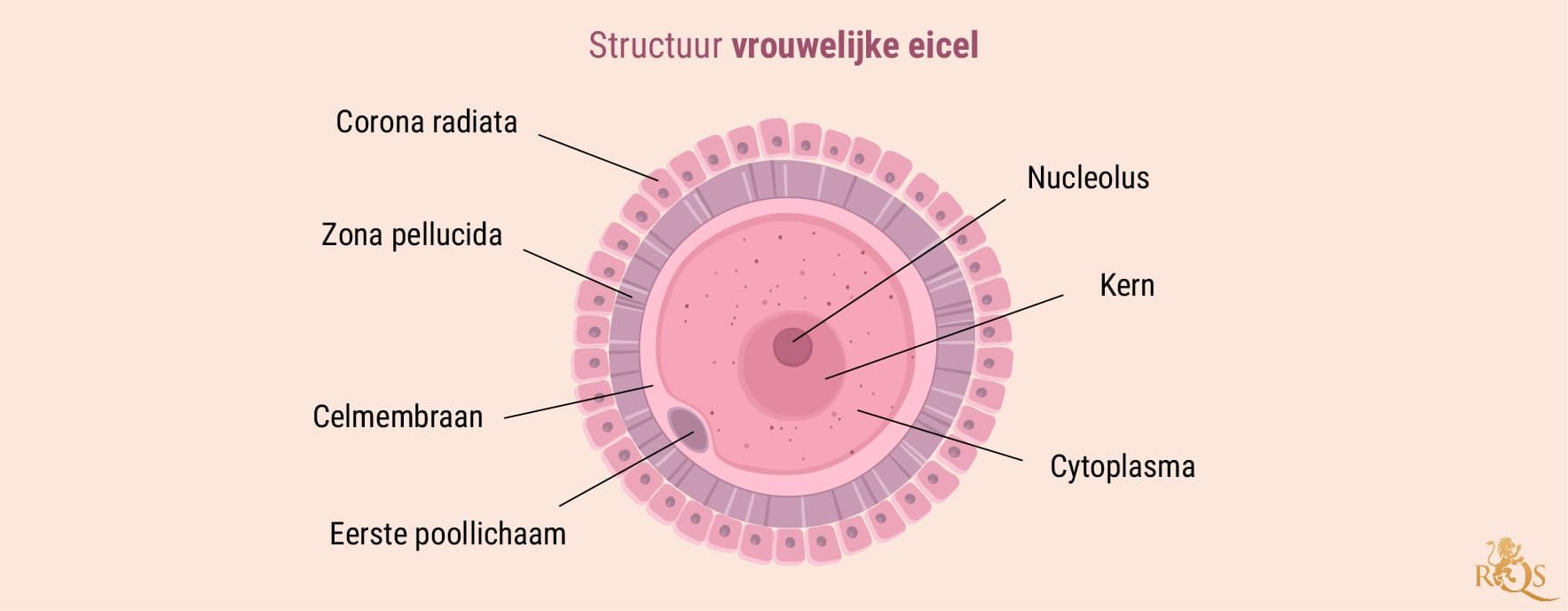 Vruchtbaarheid van de man Vruchtbaarheid van de man