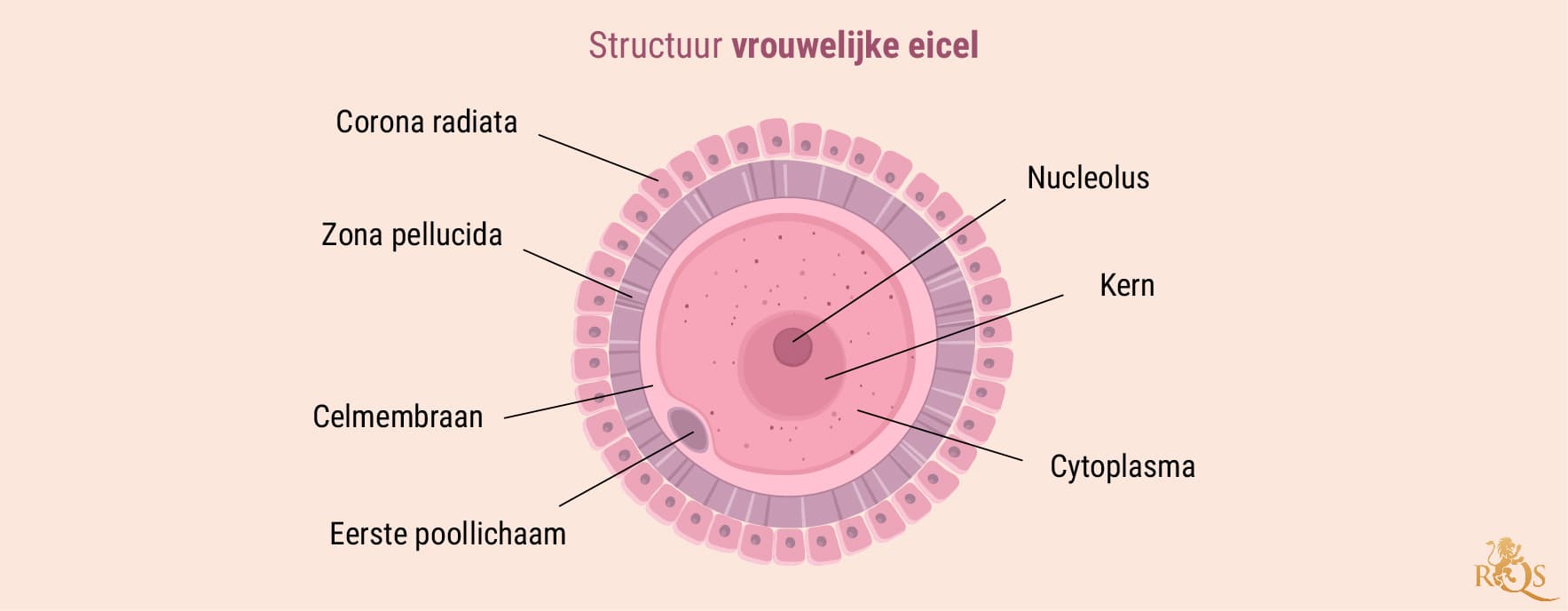 Vruchtbaarheid van de man