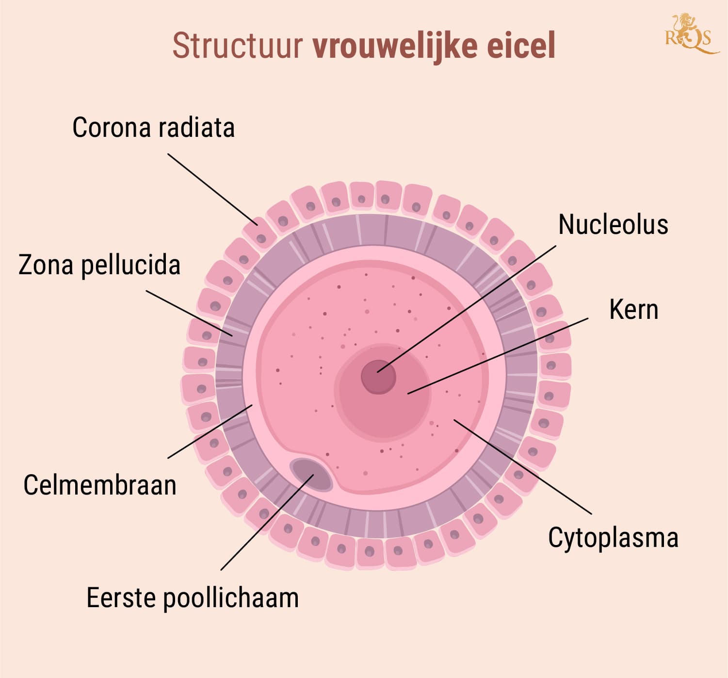 Vruchtbaarheid van de man Vruchtbaarheid van de man