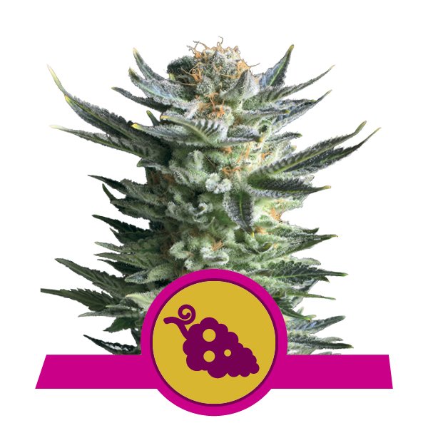 Buy Feminized Fruit Spirit Cannabis Buy Feminized Fruit Spirit Cannabis