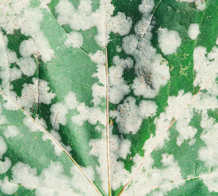 Silicium Gebruiken om Gezondere Wietplanten te Kweken