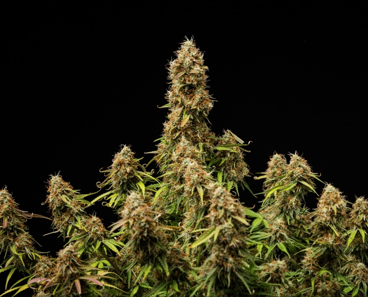 Dichte, harsrijke toppen met een volledig rijpe structuur aan het einde van de cyclus