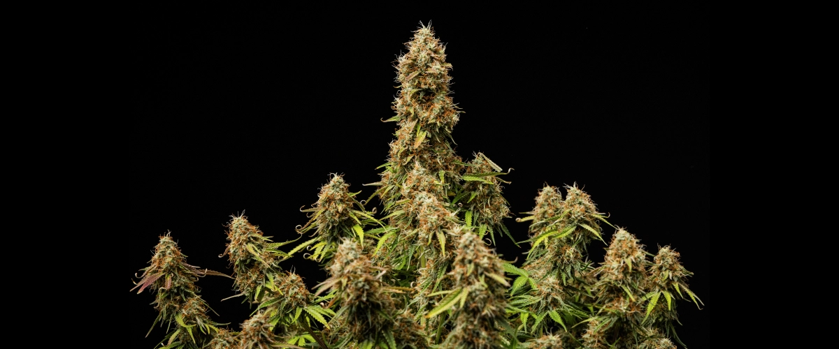 Dichte, harsrijke toppen met een volledig rijpe structuur aan het einde van de cyclus