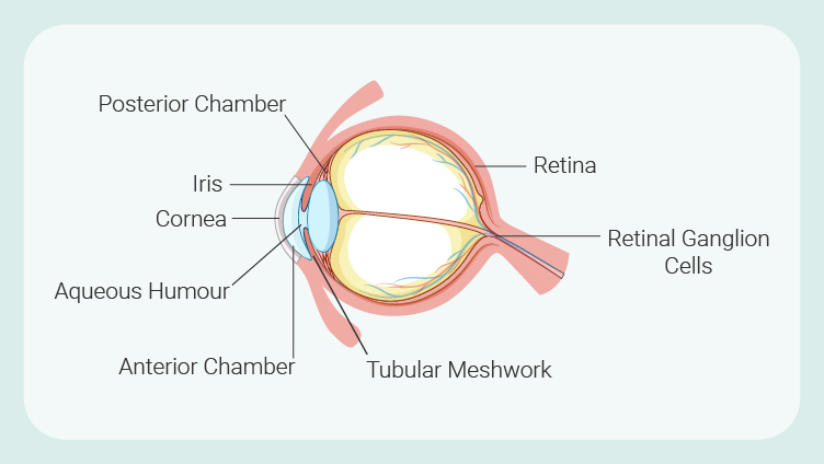 Parts of the eye Parts of the eye