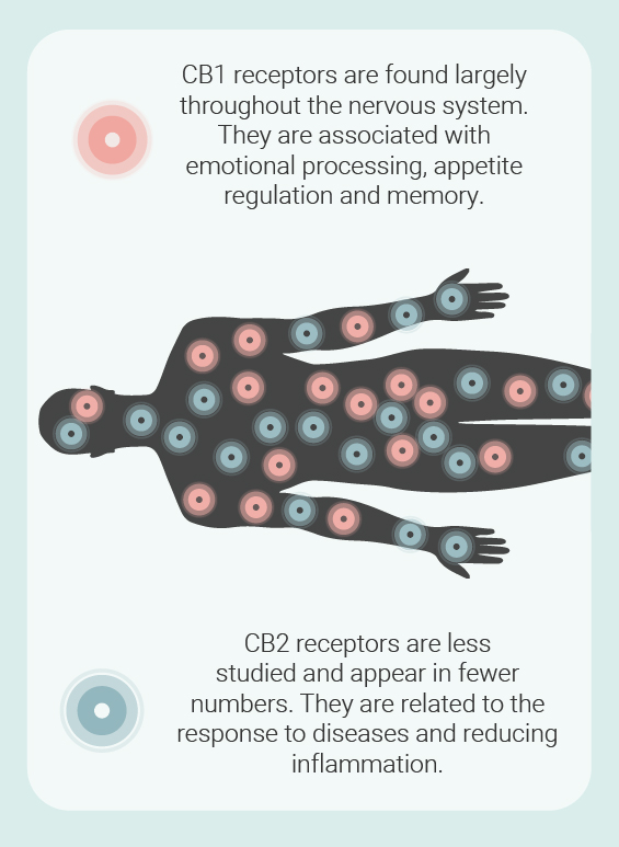 Endocannabinoid Receptors Endocannabinoid Receptors