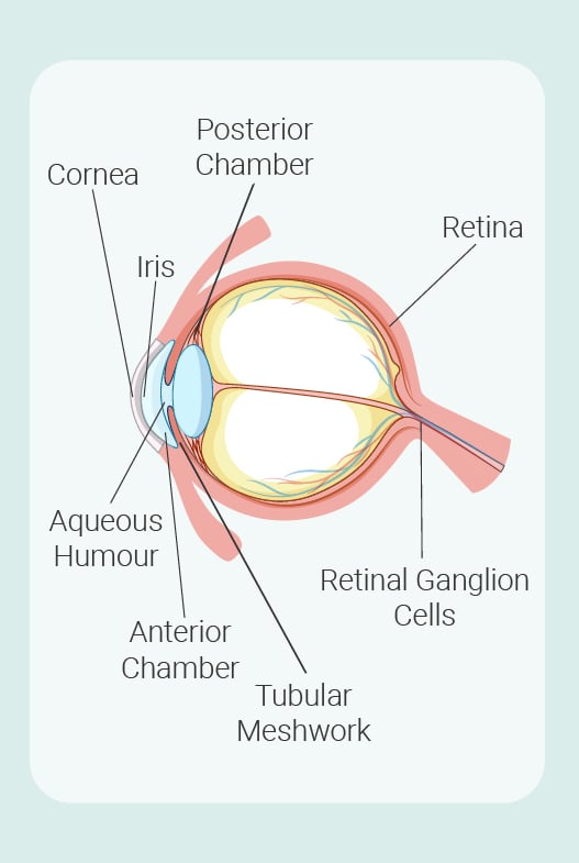 Parts of the eye