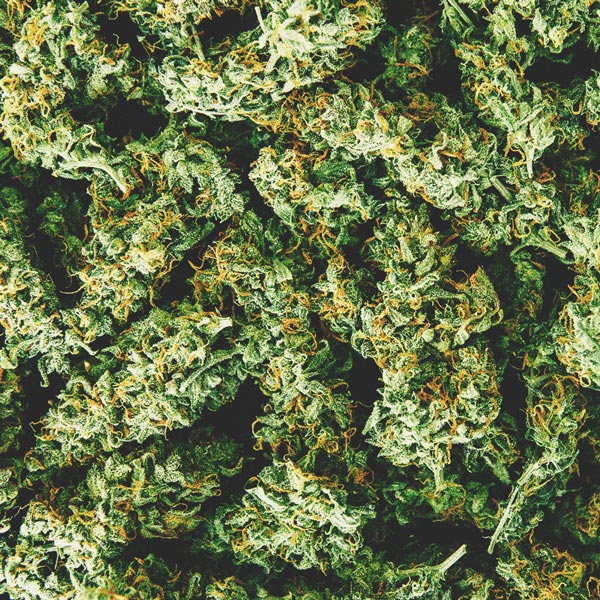 How To Detect A Moldy Weed When You’re Buying How To Detect A Moldy Weed When You’re Buying