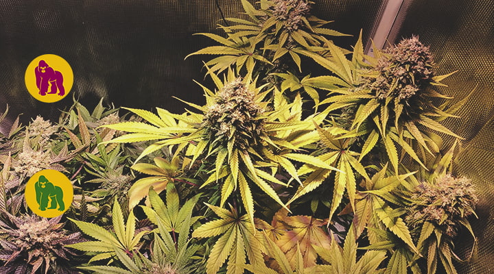 Gorilla Gorilla