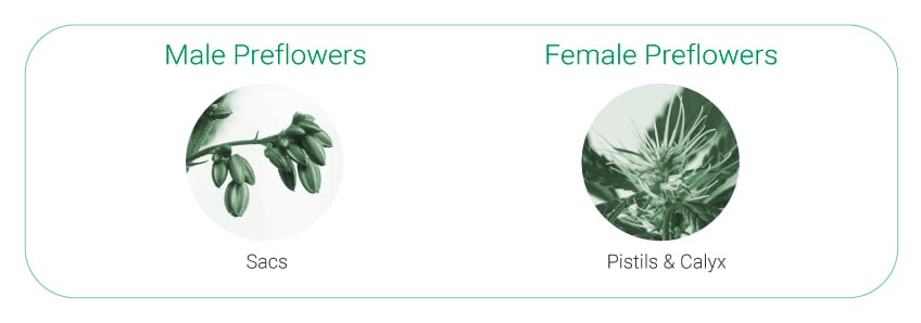 Preflowers Preflowers