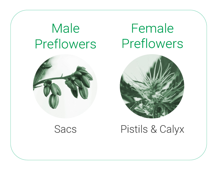 Preflowers Preflowers