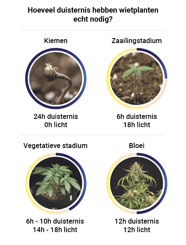 Darkness in cannabis plants