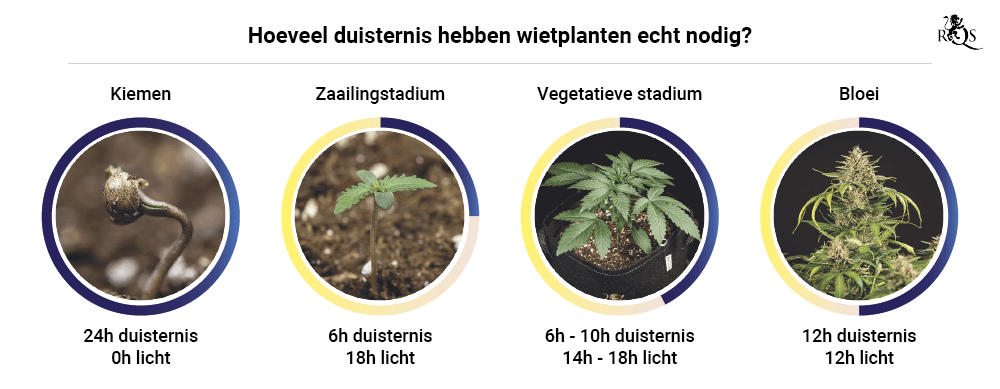 Darkness in cannabis plants