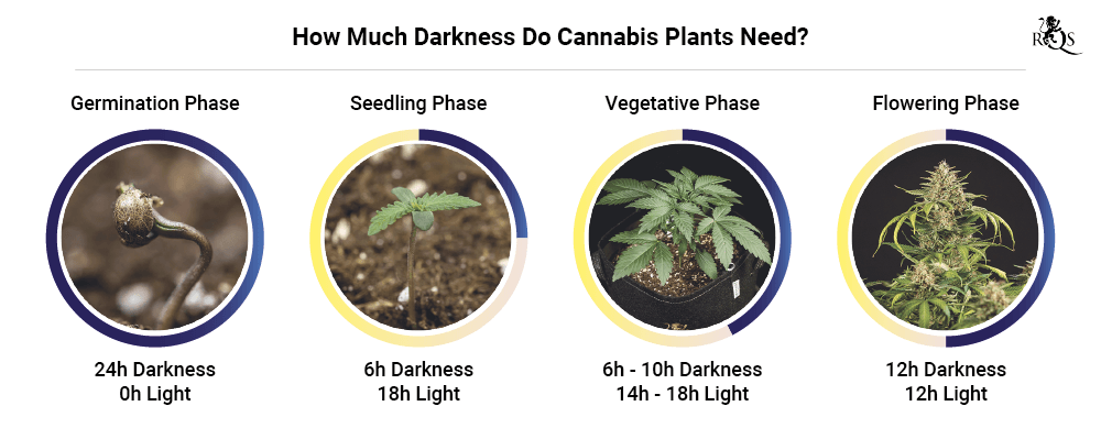 Darkness in cannabis plants