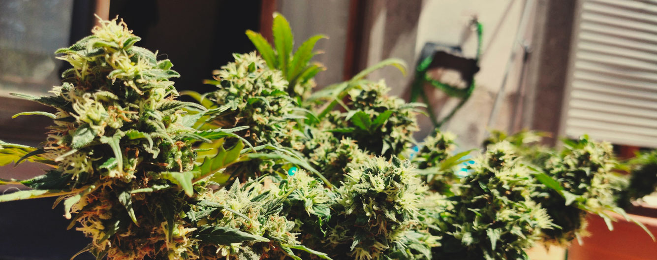 Green Gelato Automatic Green Gelato Automatic
