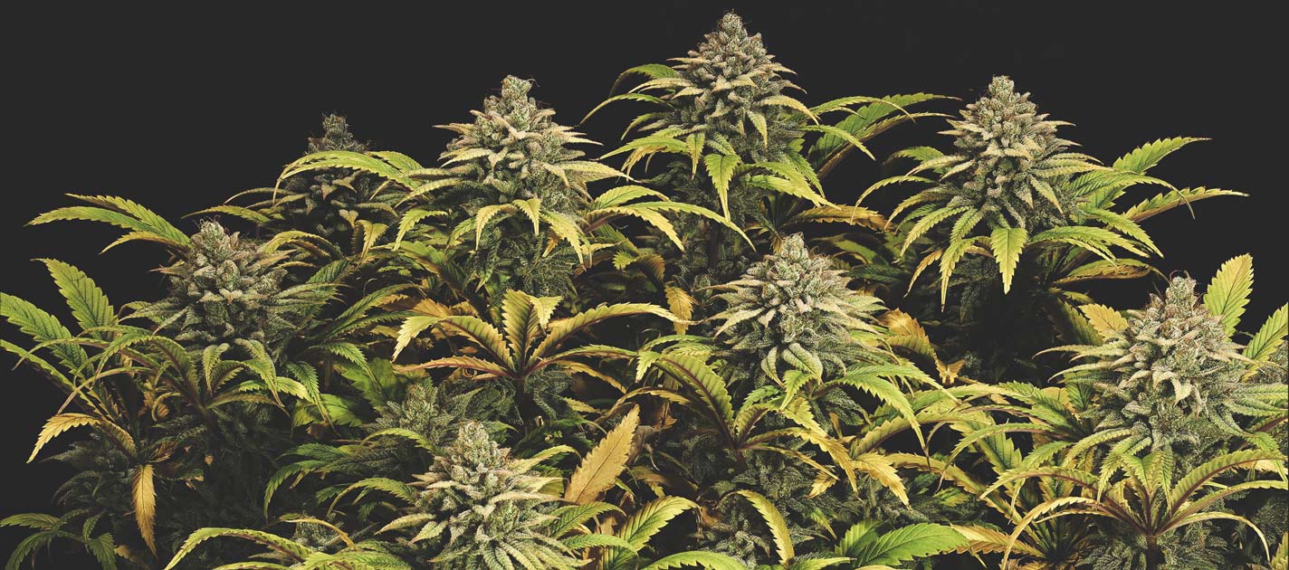 Green Gelato