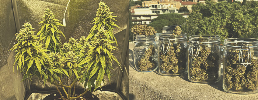 Wie Gebruikt Automatische Cannabissoorten en Waarom? Wie Gebruikt Automatische Cannabissoorten en Waarom?