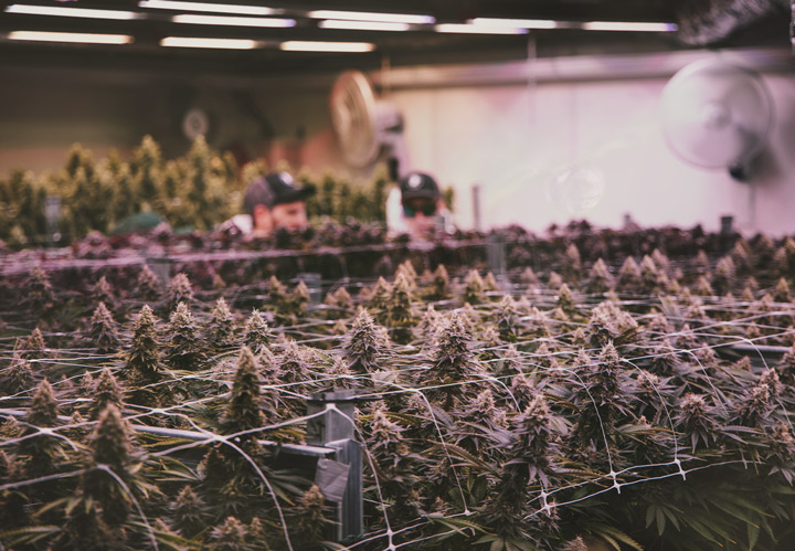 Who Uses Automatic Cannabis Strains, and Why? Who Uses Automatic Cannabis Strains, and Why?