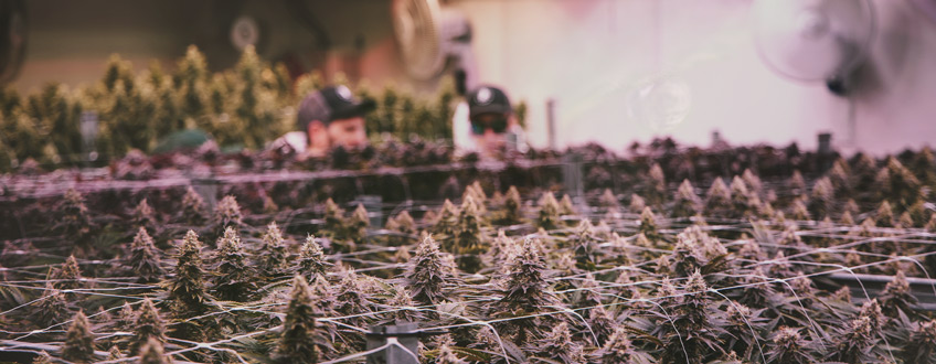 Who Uses Automatic Cannabis Strains, and Why? Who Uses Automatic Cannabis Strains, and Why?