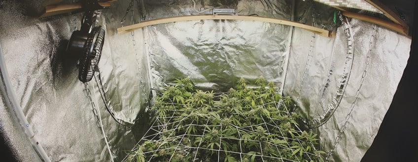 How to Grow Autoflowering Seeds How to Grow Autoflowering Seeds