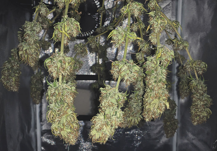 Cannabis harvest