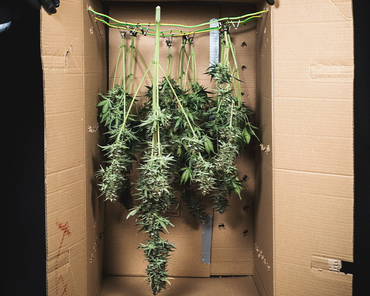 Harvest Harvest