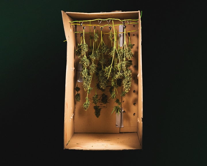 Harvest Time Harvest Time
