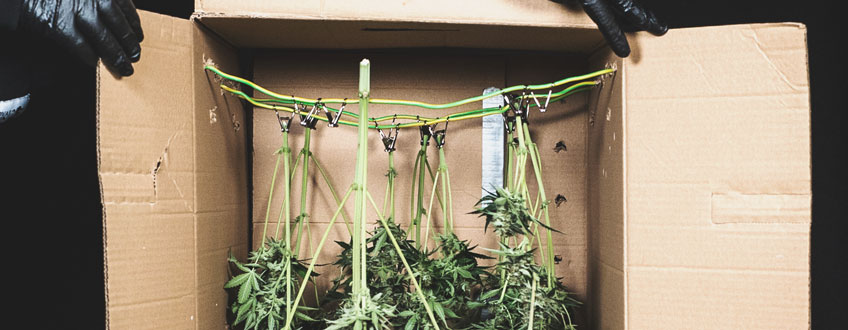 Harvest Harvest