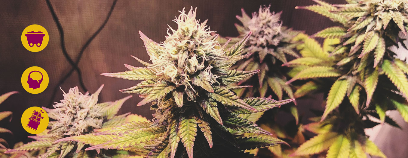 Haze Haze