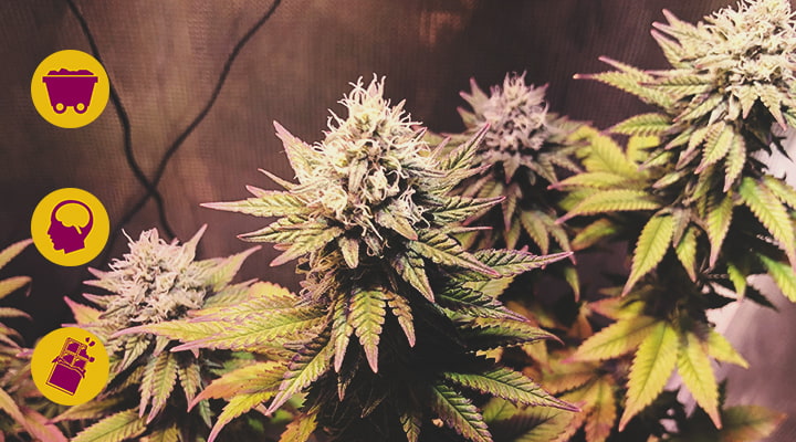 Haze Haze