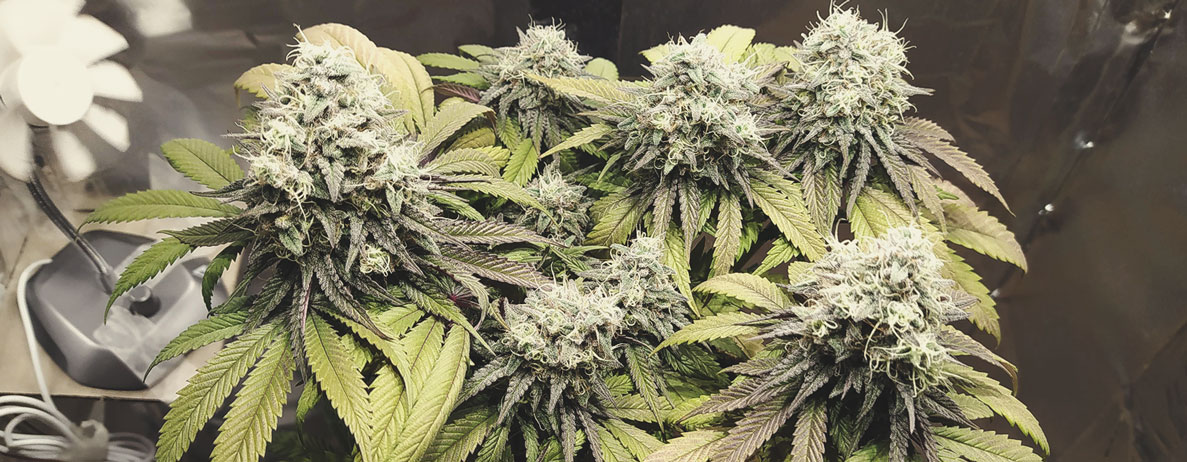 Haze Berry Haze Berry