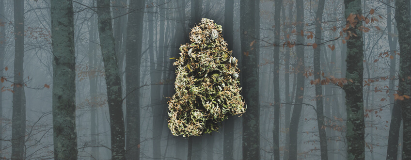 Haze Genetics