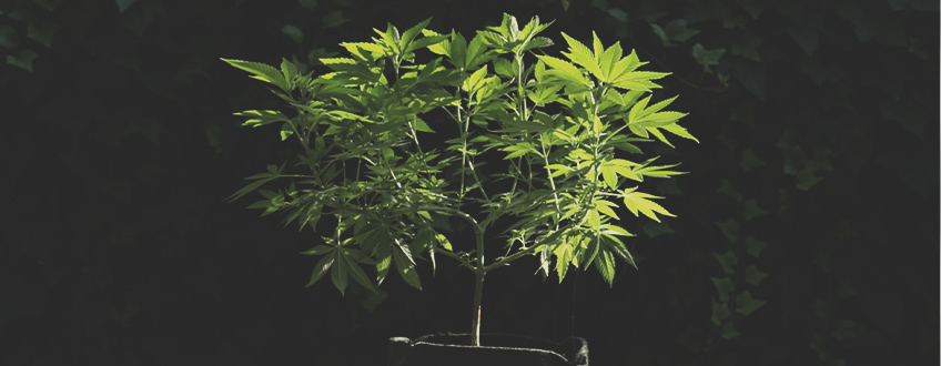 How to Move Your Indoor Cannabis Plants Outdoors How to Move Your Indoor Cannabis Plants Outdoors