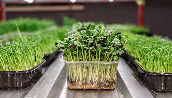 Hemp microgreens