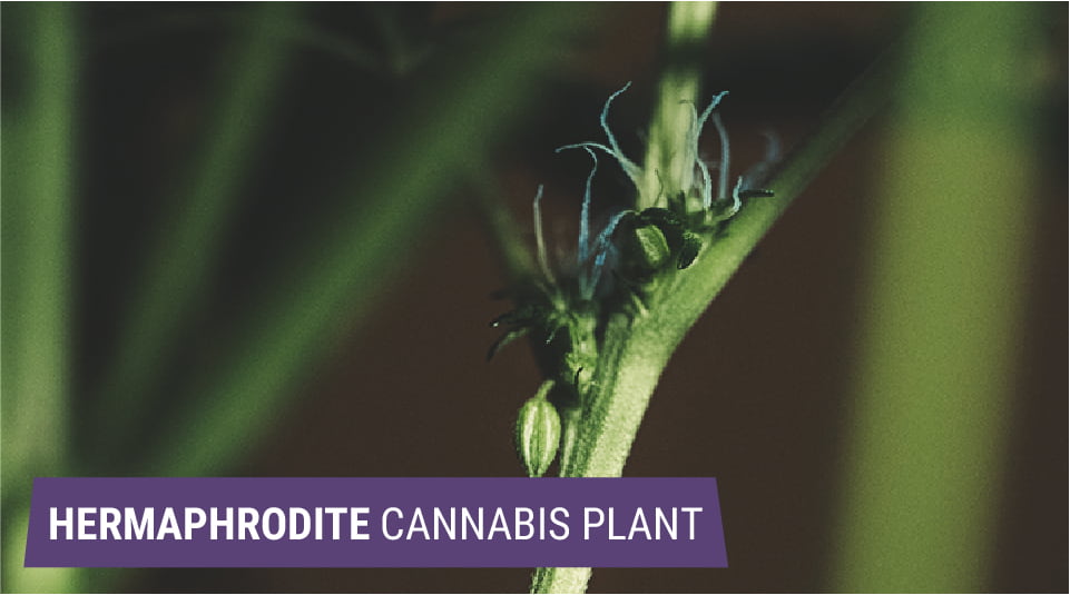 Hermafrodieten: wanneer wietplanten eenhuizig worden Hermafrodieten: wanneer wietplanten eenhuizig worden