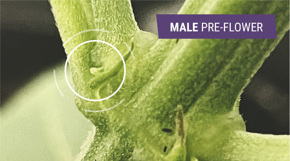 Het identificeren van mannelijke wietplanten Het identificeren van mannelijke wietplanten