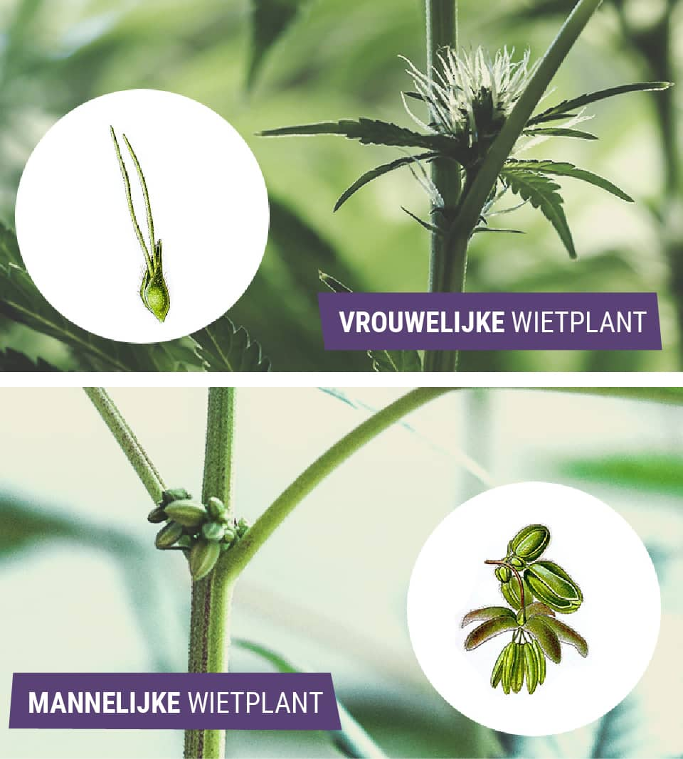 Mannelijke versus vrouwelijke wiet: wat is het verschil?