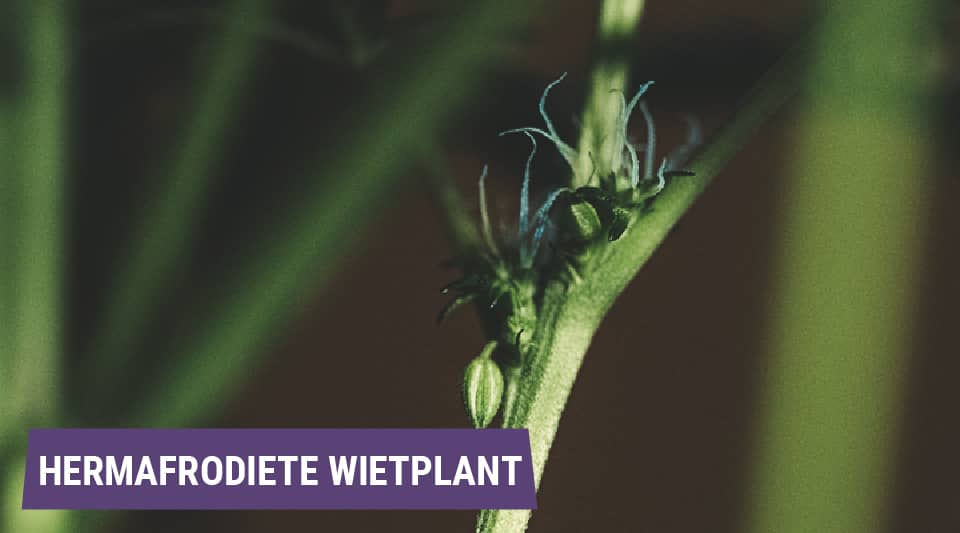 Hermafrodieten: wanneer wietplanten eenhuizig worden