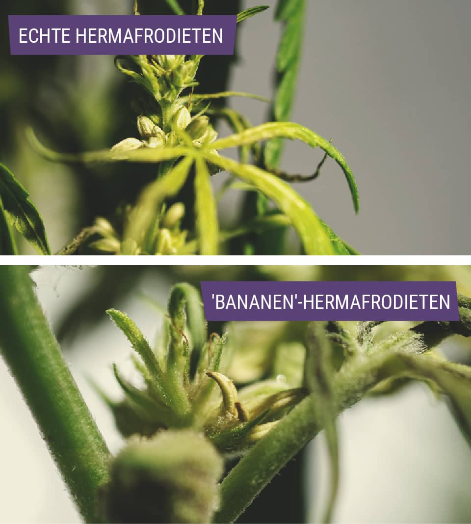 Soorten hermafrodiete wietplanten Soorten hermafrodiete wietplanten