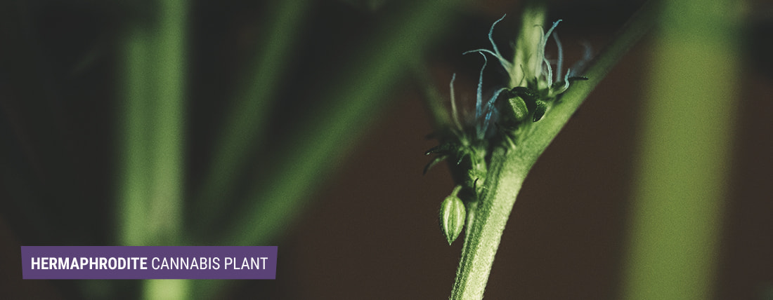 Hermafrodieten: wanneer wietplanten eenhuizig worden Hermafrodieten: wanneer wietplanten eenhuizig worden