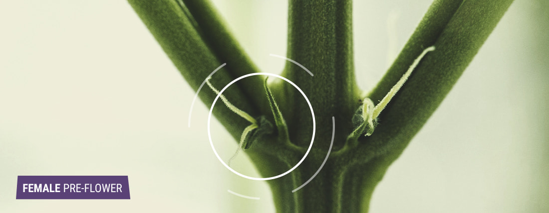 Het identificeren van vrouwelijke wietplanten Het identificeren van vrouwelijke wietplanten