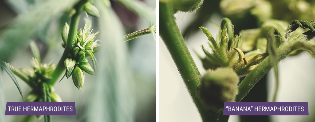 Soorten hermafrodiete wietplanten Soorten hermafrodiete wietplanten