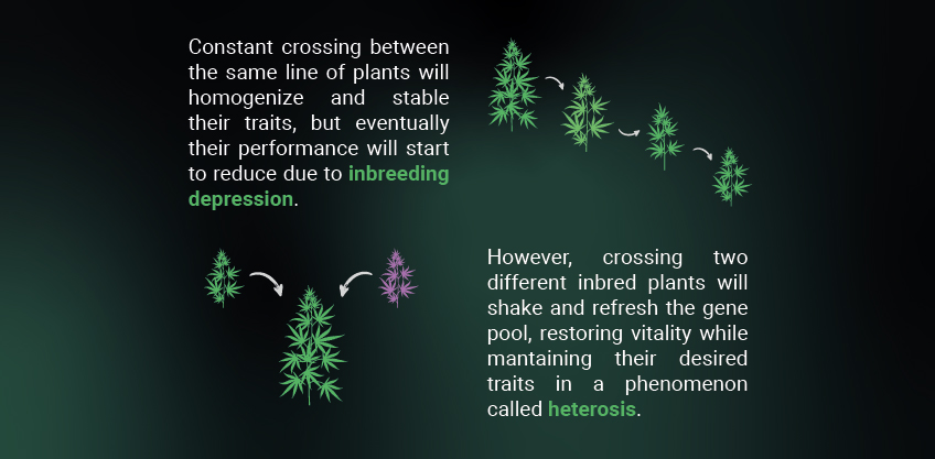 Heterosis Heterosis