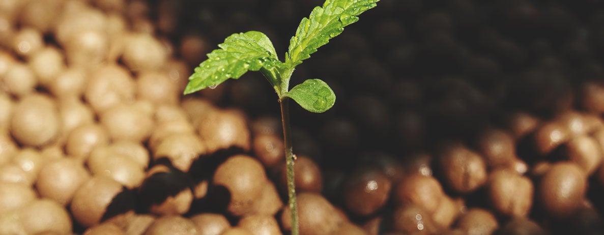 Het verschil tussen wiet van hydroponics vs. gekweekt in aarde