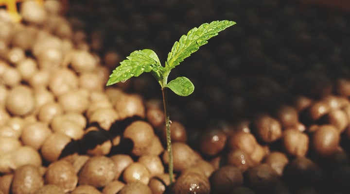 Het verschil tussen wiet van hydroponics vs. gekweekt in aarde