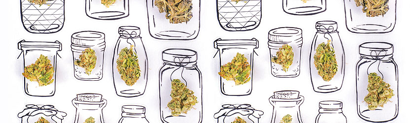 Curing Cannabis