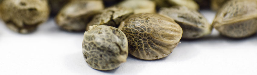 Cannabis Seeds