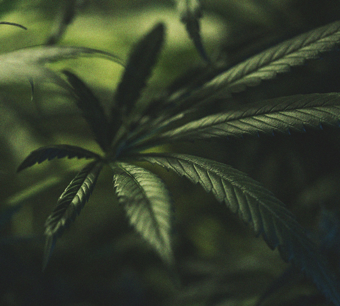 Het Belang Van De Donkere Uren Bij Cannabisteelt