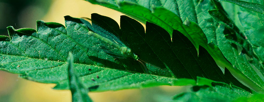 Groene Gaasvliegen