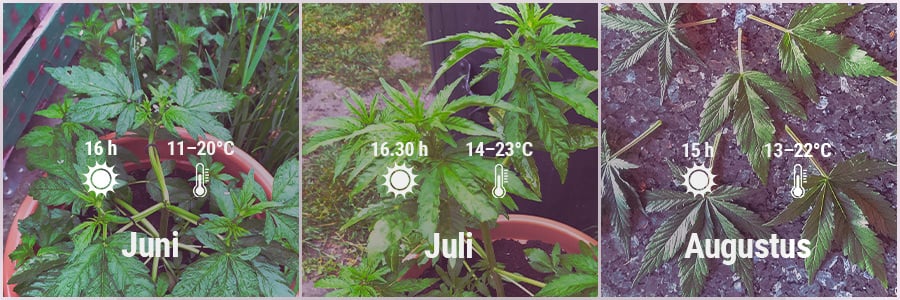 How To Grow Cannabis Outdoors - Belgium