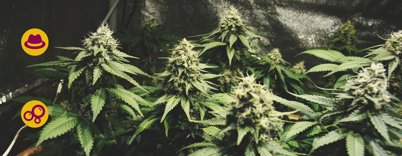 Kush Kush